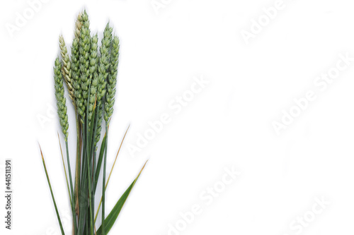 Green wheat plants with seeds isolated on white background. Triticum aestivum