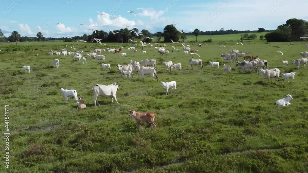 Aerial view of herd nelore cattel on green pasture in Brazil. 4K. Aerial view of herd nelore cattel on green pasture in Brazil. 4K.