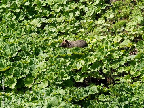 Hokkaido,Japan - June 22, 2021: Wild brown bear or Higuma in Shiretoko National Park, Hokkaido, Japan, photographed from a boat
 photo