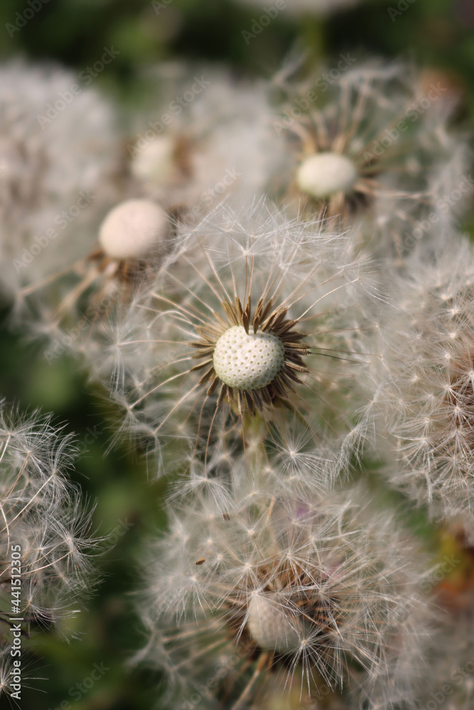 Close-up of many white dandelions with seeds in the meadow in springtime. Taraxacum Close-up of many white dandelions with seeds in the meadow in springtime. Taraxacum