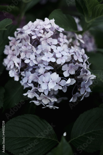 紫陽花の花。白・青・ピンクのような華やかで可憐な色の紫陽花も良いが、この花のようにシックで大人の落ち着いた色もまた魅力的である