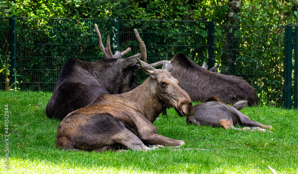European Moose, Alces alces, also known as the elk European Moose, Alces alces, also known as the elk