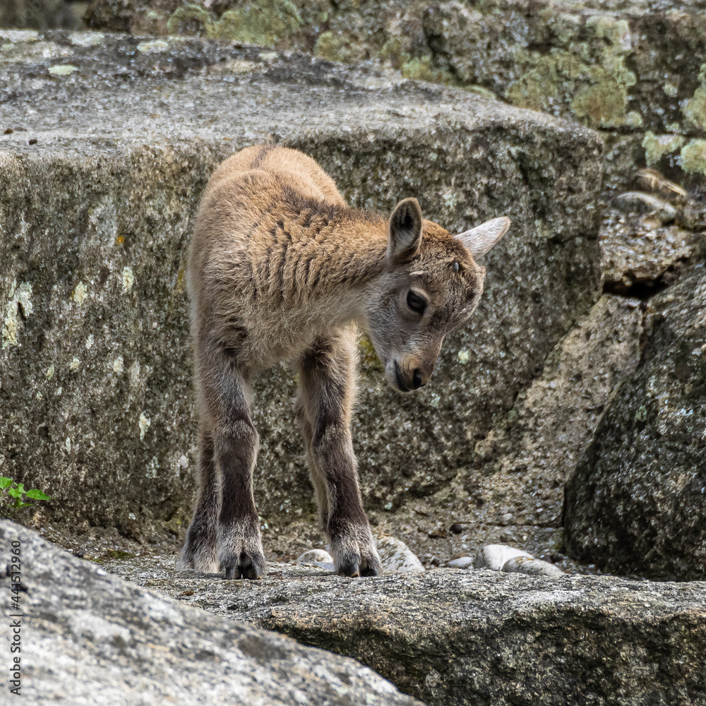 Young baby mountain ibex or capra ibex on a rock Young baby mountain ibex or capra ibex on a rock
