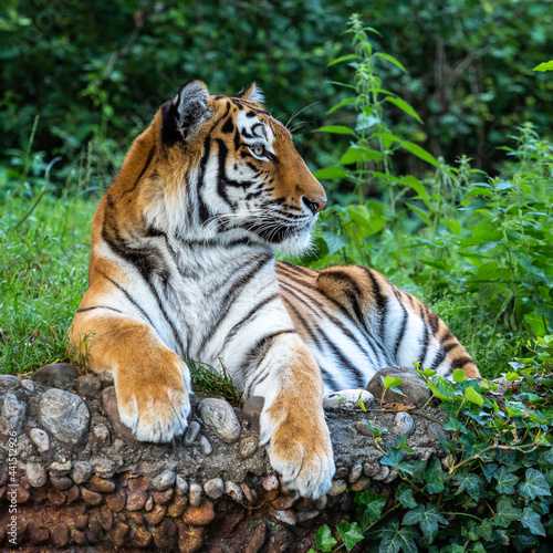 The Siberian tiger,Panthera tigris altaica in a park photo