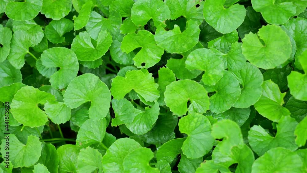 close up Gotu kola (Centella asiatica) leaves close up Gotu kola (Centella asiatica) leaves