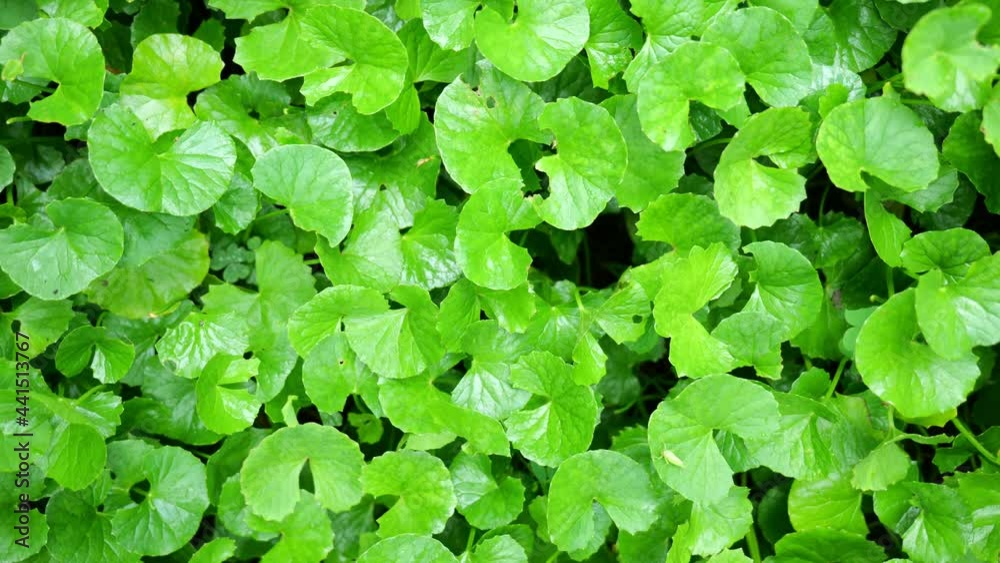 close up Gotu kola (Centella asiatica) leaves close up Gotu kola (Centella asiatica) leaves