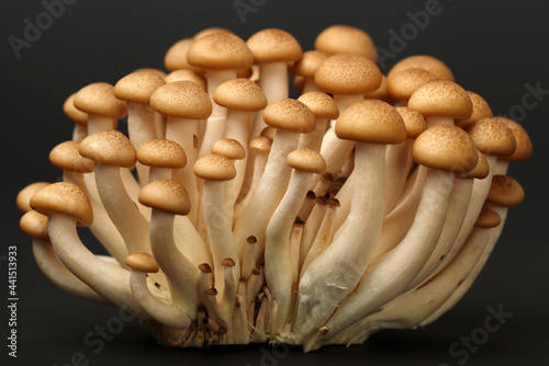 brown beech mushroom black background 