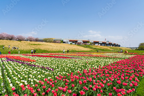 【東京都】荒川土手のチューリップ畑（都市農業公園） © k_river