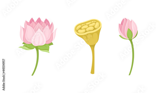 Nelumbo or Water Lily Aquatic Plant with Showy Pink Flower Vector Set