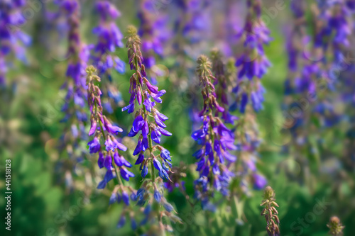 Bright tall blue flowers in a forest glade. Summer wildflowers at their peak. Selective focus and light refining. Slender fragile flowers close-up. Russia  Ural  