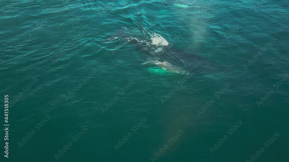 Humpback whale and calf off the east coast of Australia during their annual migration Humpback whale and calf off the east coast of Australia during their annual migration