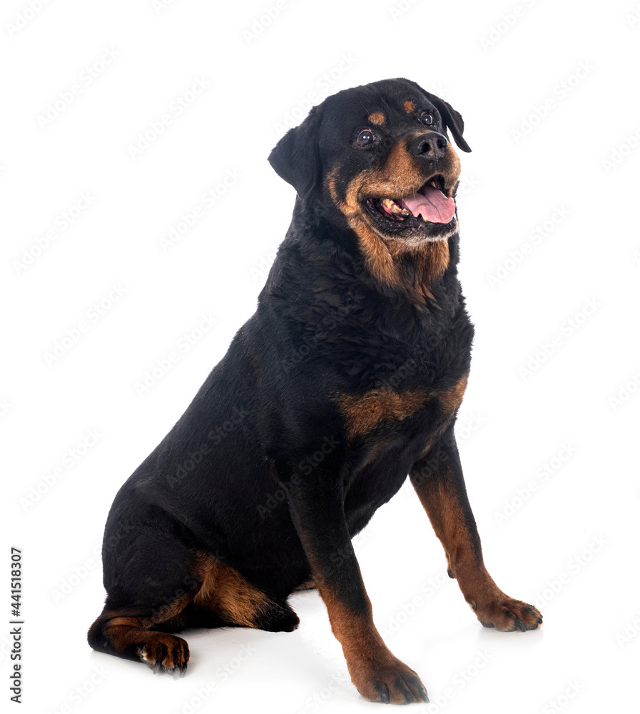 senior rottweiler in studio senior rottweiler in studio
