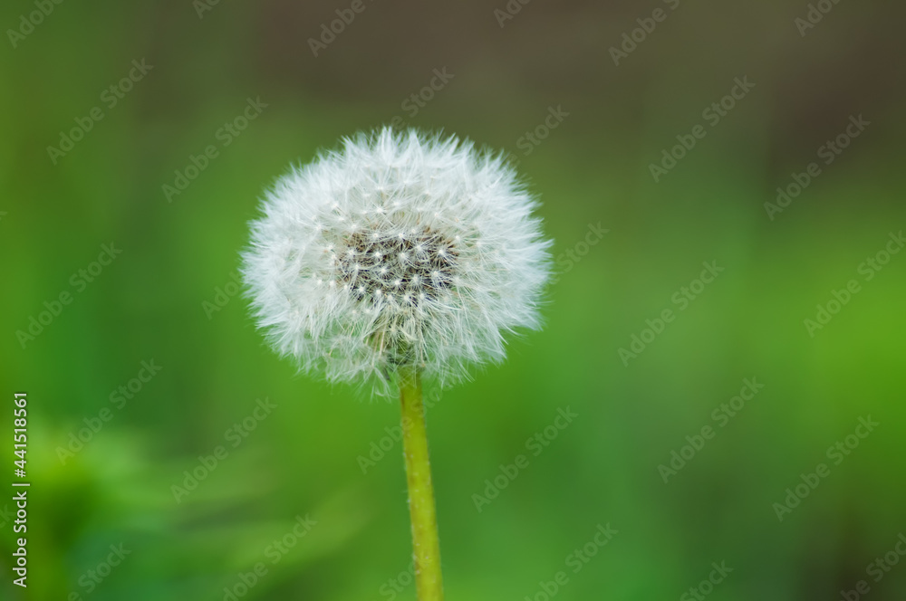 dandelion in grass