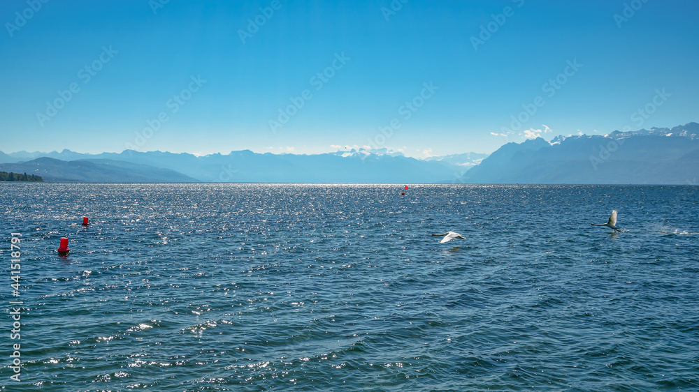Cygne en vol au dessus du lac avec les alpes à l'horizon
