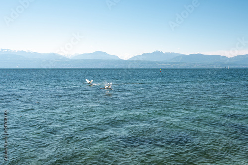 Cygne en vol au dessus du lac avec les alpes à l'horizon 