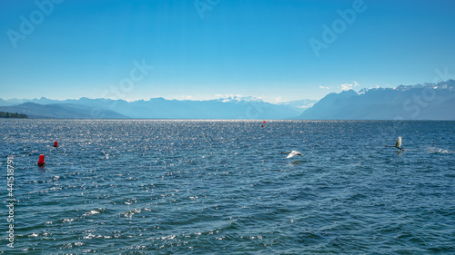 Cygne en vol au dessus du lac avec les alpes à l'horizon 