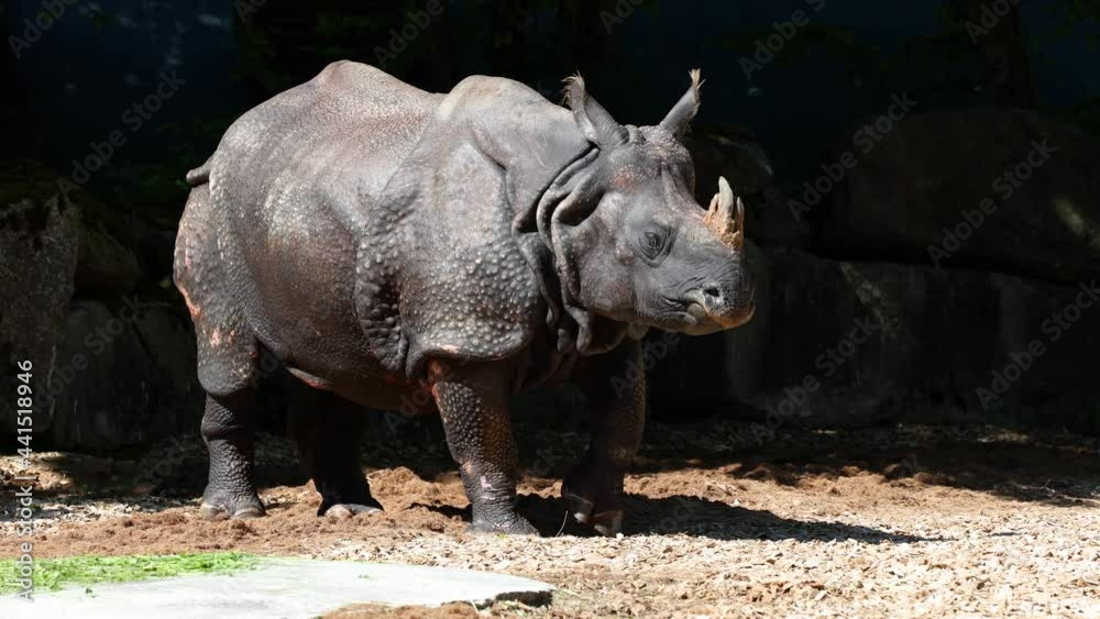 The Indian Rhinoceros, Rhinoceros unicornis is also called Greater One-horned Rhinoceros and Asian One-horned Rhinoceros and belongs to the Rhinocerotidae family. The Indian Rhinoceros, Rhinoceros unicornis is also called Greater One-horned Rhinoceros and Asian One-horned Rhinoceros and belongs to the Rhinocerotidae family.