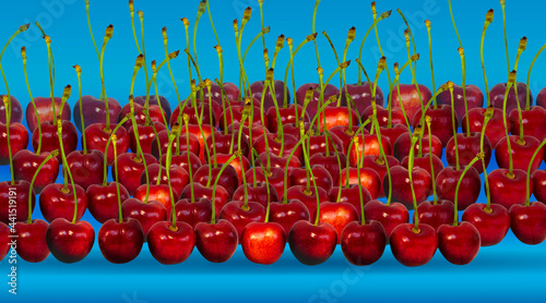 Cherry. A composition of ripe berries on a colored background.