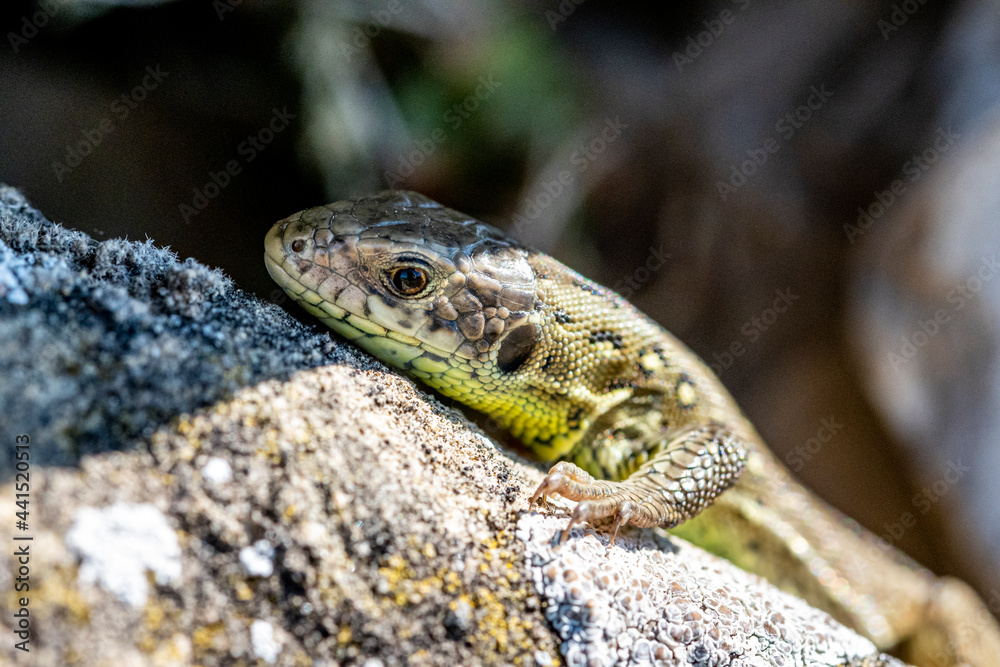 Garten, Pflanzen, Insekten, Spinnen, Tiere, Käfer, Schnecken Garten, Pflanzen, Insekten, Spinnen, Tiere, Käfer, Schnecken