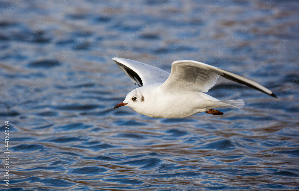 Black-headed Gull in non-breeding plumage flies over a pond in London, UK Black-headed Gull in non-breeding plumage flies over a pond in London, UK