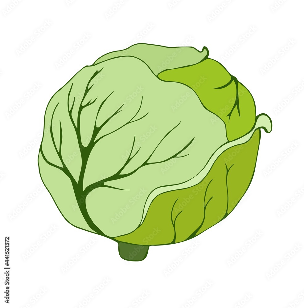 A head of green cabbage. Vector illustration in flat style. Hand drawing A head of green cabbage. Vector illustration in flat style. Hand drawing