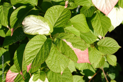 A close up of colorful leaves of Actinidia kolomikta (variegated kiwi vine, miyamatatabi, variegated-leaf hardy kiwi) in early summer photo
