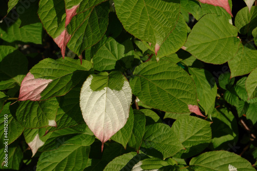 The foliage of Actinidia kolomikta (variegated kiwi vine, miyamatatabi, variegated-leaf hardy kiwi) - green leaves, variegated with pink and white photo