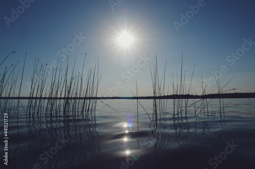 The Schoenoplectus lacustris plants (the lakeshore bulrush or common club-rush) in river. Midday sun glistening off the water