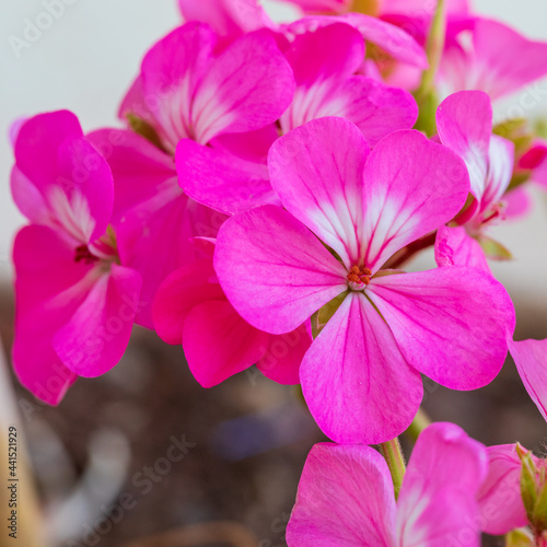 Macro view on a pink geranium flowers