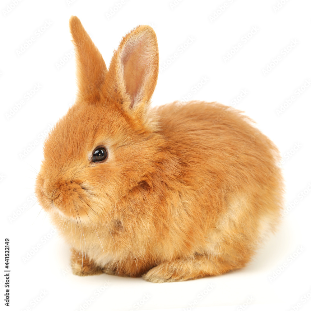 Fototapeta premium orange rabbit on white background 