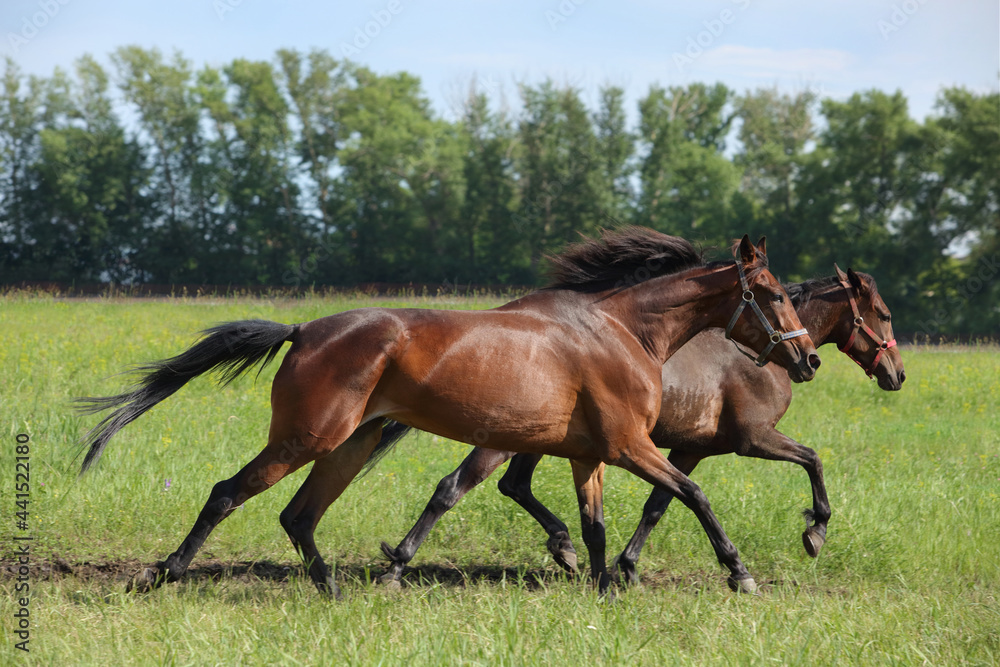 Two beautiful race horses running together in summer meadow Two beautiful race horses running together in summer meadow