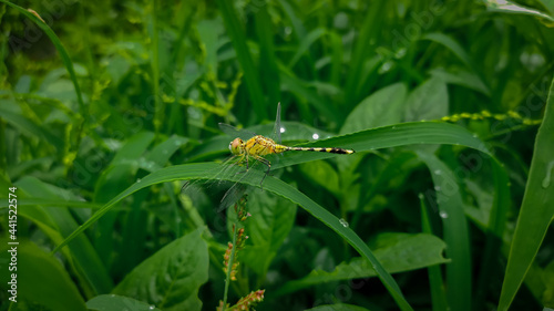 Dragonfly on the leaf © kishor