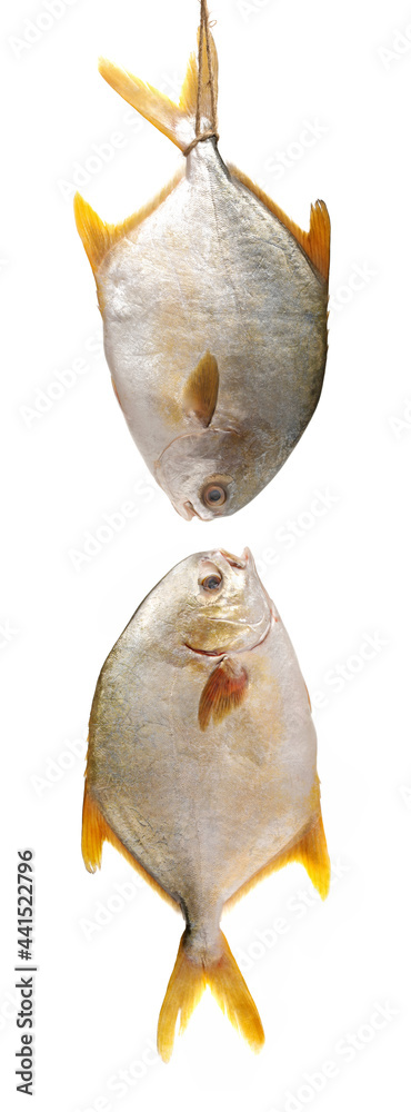 Fototapeta premium fresh pomfret isolated on a white background 