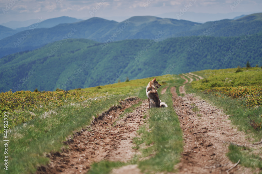 West Siberian Laika in the mountains. Hunting dog. Ukrainian Carpathian mountains. West Siberian Laika in the mountains. Hunting dog. Ukrainian Carpathian mountains.