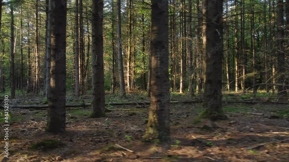 Pine forest at spring where sunset light shines through the trees. Tracking right to left. Pine forest at spring where sunset light shines through the trees. Tracking right to left.