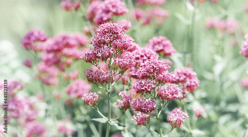 Obraz premium Nature background with spring flowers. Selective and soft focus. 