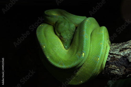 Green tree python Sorong . Morelia viridis. Chondroython viridis. Morelia zurea photo