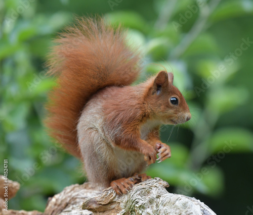 Fototapeta Eichhörnchen auf Wurzel