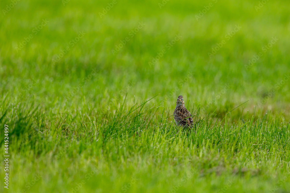 Obraz premium A Skylark on a meadow 