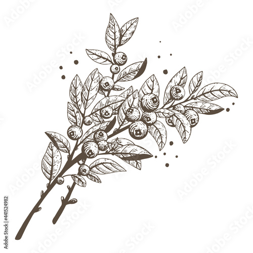 Blueberry branches with leaves and berries isolated on white background. Fresh healthy organic plants. Modern design for card, package, logo, web or print. Vector illustration. Sketch style.