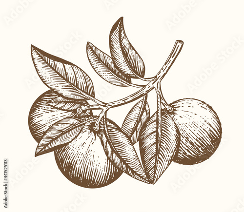 Orange tree branch with fruits and leaves isolated on white background. Fresh citrus. Exotical tropical plant. Modern design for card, package, logo, web or print. Vector illustration. Engraving style