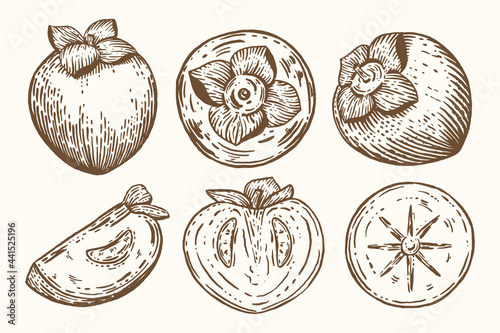 Collection of persimmon fruits isolated on white background. Fresh, organic food. Sliced, half piece with seeds and whole. Healthy and beneficial product. Vector illustration. Engraving style.