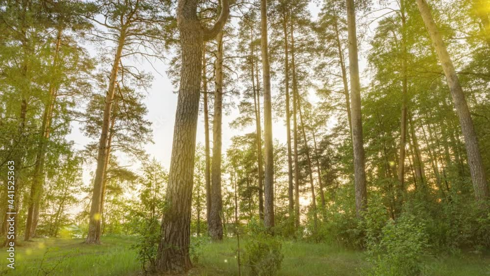 Beautiful summer morning in the forest. Sun rays break through the foliage of magnificent green tree. Magical summer forest Beautiful summer morning in the forest. Sun rays break through the foliage of magnificent green tree. Magical summer forest
