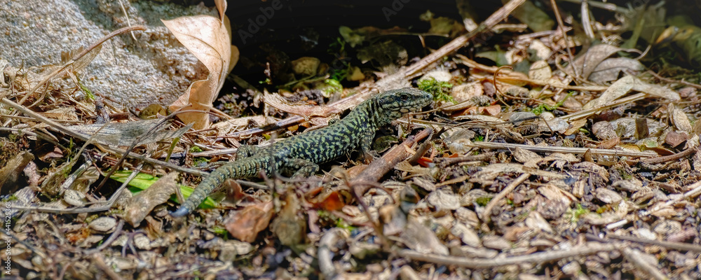 lézard gris lézard gris