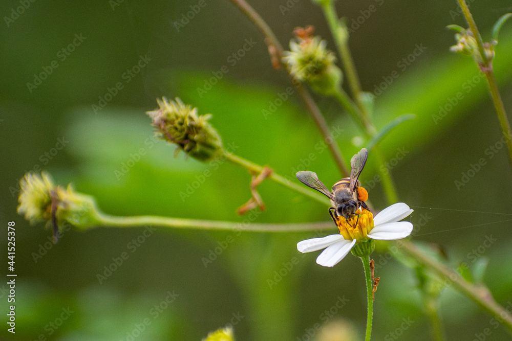 Lovely Bee collecting nectar on white flower - wildlife photography Lovely Bee collecting nectar on white flower - wildlife photography