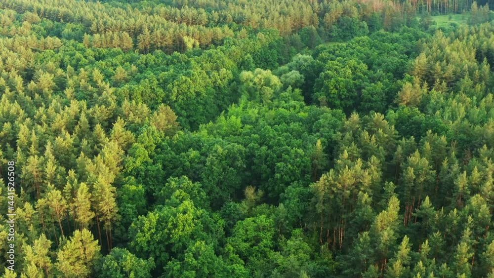 4K Aerial View Of Green Forest Landscape. Top View From High Attitude In Summer Evening. Coniferous Woods. Drone Flight Bird's Eye View Elevated View Of Green Forest 4K Aerial View Of Green Forest Landscape. Top View From High Attitude In Summer Evening. Coniferous Woods. Drone Flight Bird's Eye View Elevated View Of Green Forest