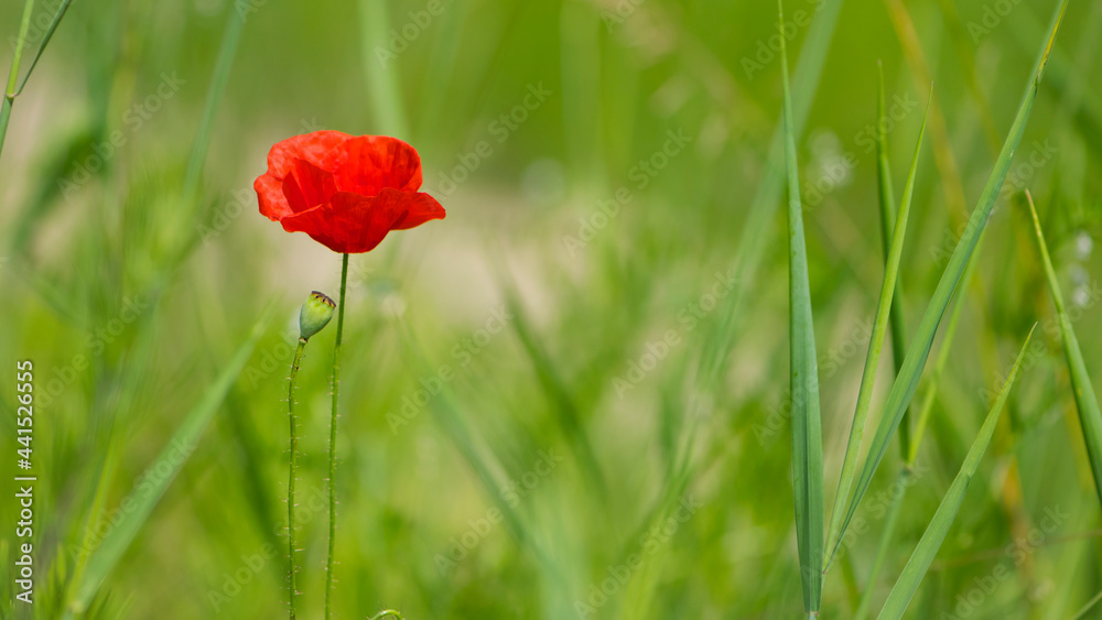 Obraz premium red poppy on a green background. big beautiful poppy flower on a blurred background, flower in the grass, green and red, floral design, nature close-up, bokeh. space for text