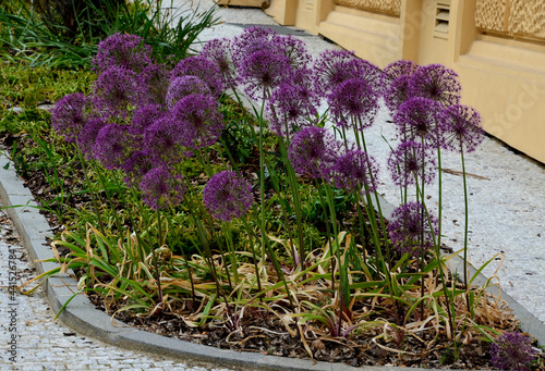 a columnar juniper tree or shrub of higher but narrow stature. grows near a historic building on a small flowerbed mulched by bark. two specimens of an evergreen oval plant with ornamental garlic
 photo