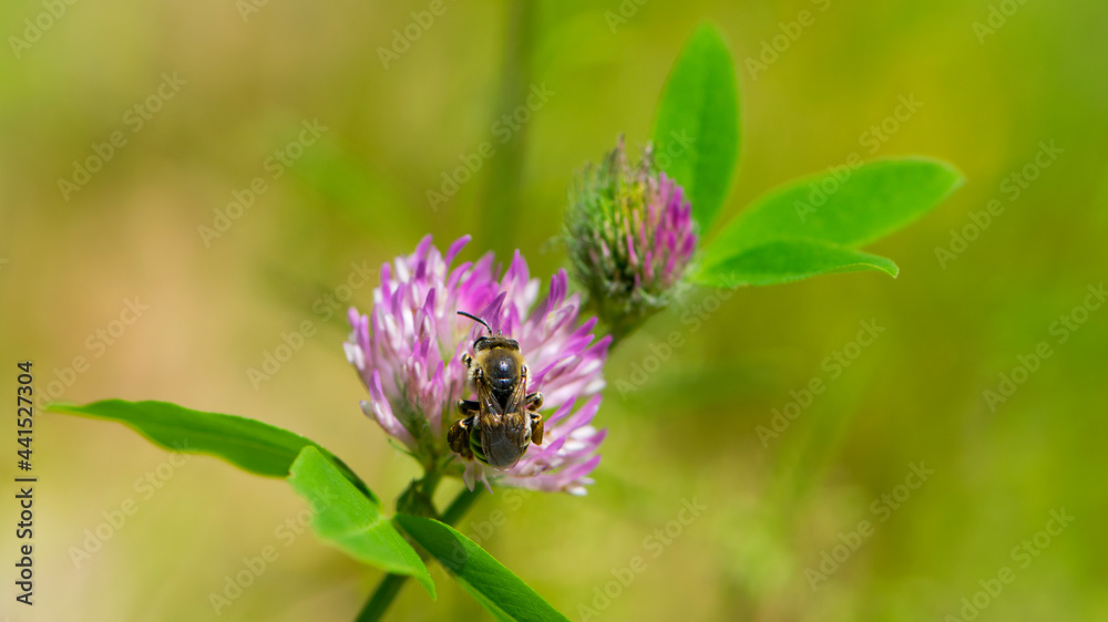 bee at work on clover flower collecting pollen. bright delicate pink clover flower, honey bee. macro nature, wild wildflower, useful insect, spring or summer sunny day, close-up. natural background bee at work on clover flower collecting pollen. bright delicate pink clover flower, honey bee. macro nature, wild wildflower, useful insect, spring or summer sunny day, close-up. natural background