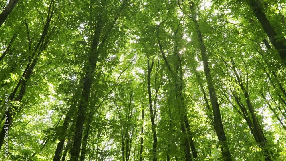 summer forest trees. nature green wood sunlight backgrounds. summer forest trees. nature green wood sunlight backgrounds.
